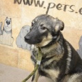 58774 - MASHA
