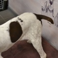 69690 - TEX (CAPUCHINKA)