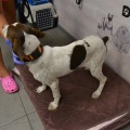69690 - TEX (CAPUCHINKA)