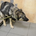 58774 - MASHA