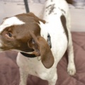 69690 - TEX (CAPUCHINKA)