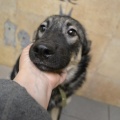 58774 - MASHA