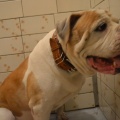 33848 - Chr Dog`s Alex