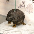 79116 - COOPER