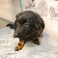 79116 - COOPER