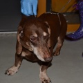 31372 - MOPS