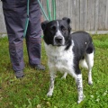 86591 - BALU