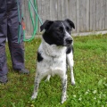 86591 - BALU