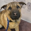 79541 - TEDDY (MY TEDDY)