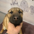 79541 - TEDDY (MY TEDDY)