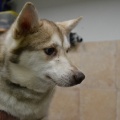 61308 - NALLE