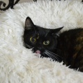 81768 - MILA