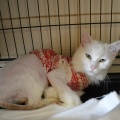 81292 - CASPER (ZEFIR)