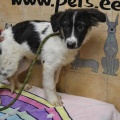 65872 - LEON