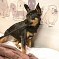 80716 - MUSYA