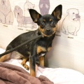 80716 - MUSYA