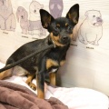 80716 - MUSYA