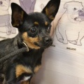 80716 - MUSYA