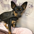 80716 - MUSYA