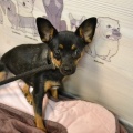 80716 - MUSYA