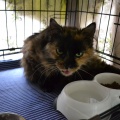 81296 - MAYKA