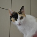 81744 - TASHA