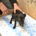 66055 - DOBY