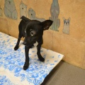 66055 - DOBY