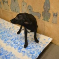 66055 - DOBY