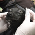 66055 - DOBY
