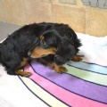 65590 - ESTER
