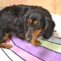 65590 - ESTER