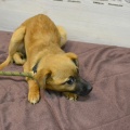 78455 - GOLDIE