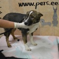 65592 - KORA