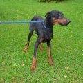 91000 - AXEL