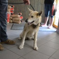 61649 - DOLCE