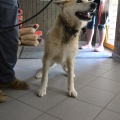 61649 - DOLCE