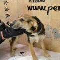 65596 - BENNY