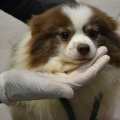 90030 - ROXY