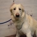 91185 - FRED
