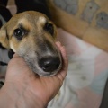 65596 - BENNY