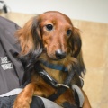 65600 - PEPPI