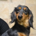 65735 - STELLA