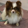 90043 - BARNEY