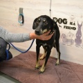 90044 - ROCKY