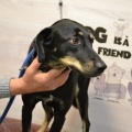 90044 - ROCKY