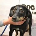90044 - ROCKY