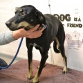 90044 - ROCKY