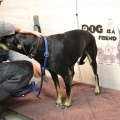 90044 - ROCKY