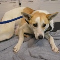 91204 - BARNEY